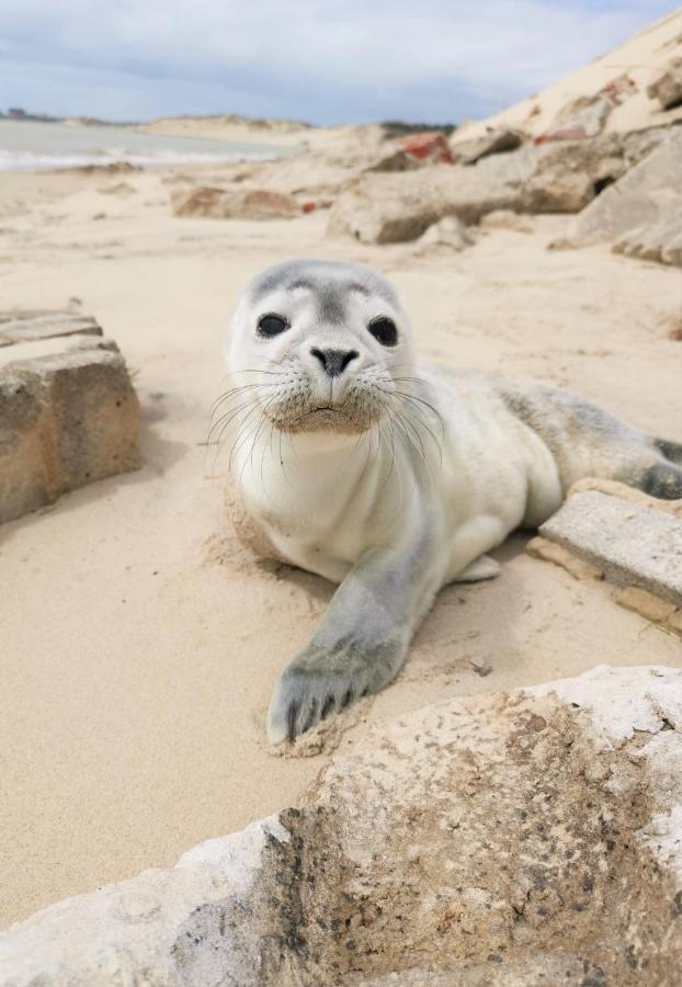 Appartamento Cozy D'Opale Charmant T1 Bord De Mer Cour Privee Et Clot Wifi 3 Pers Animaux Acceptes Gratuit Berck Esterno foto